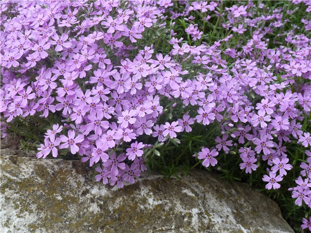 Phlox