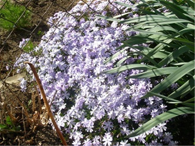 phlox