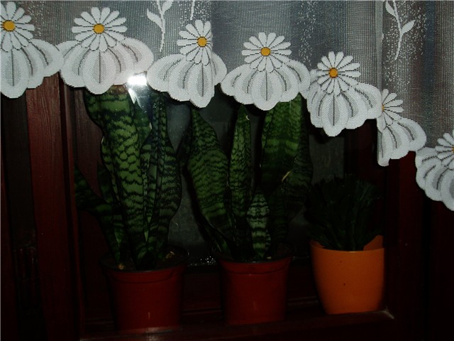cvijeće