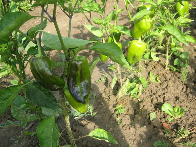 Paprika rog crveni