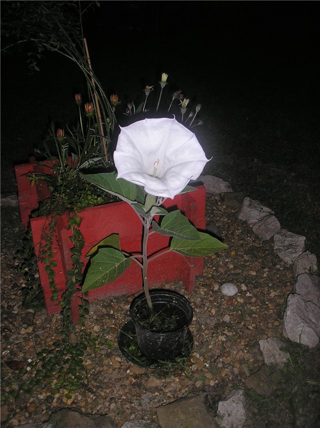 Datura