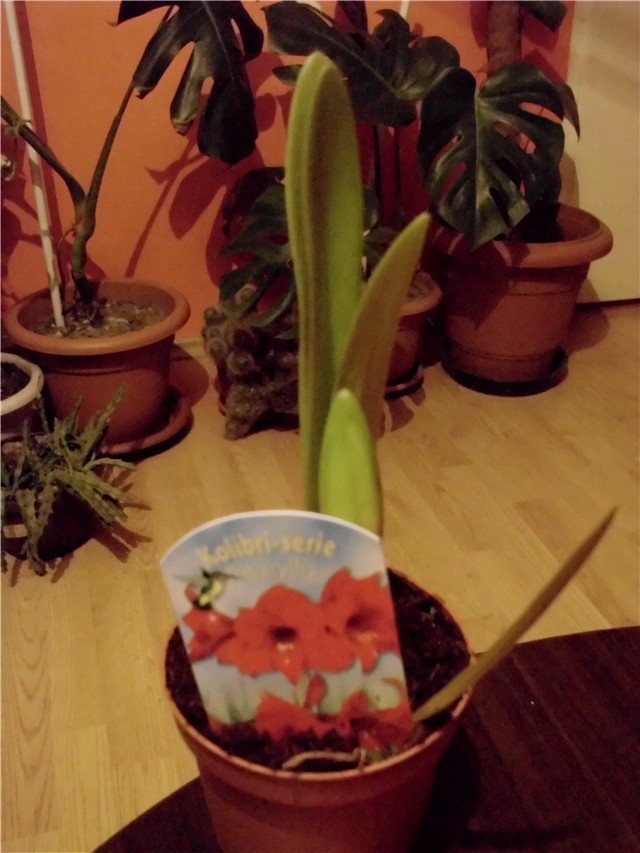 amarilis crveni