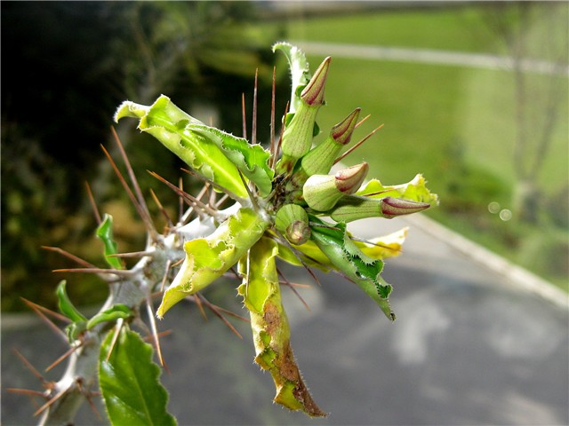 Pachypodium saundersii