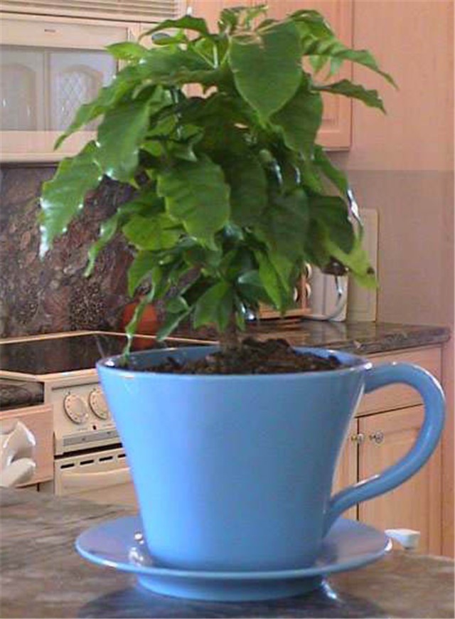 coffea arabica