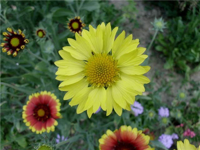 visoka gaillardia2