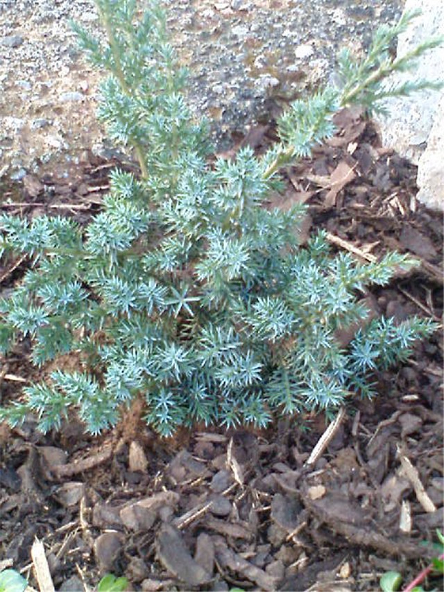 Juniperus chinensis 