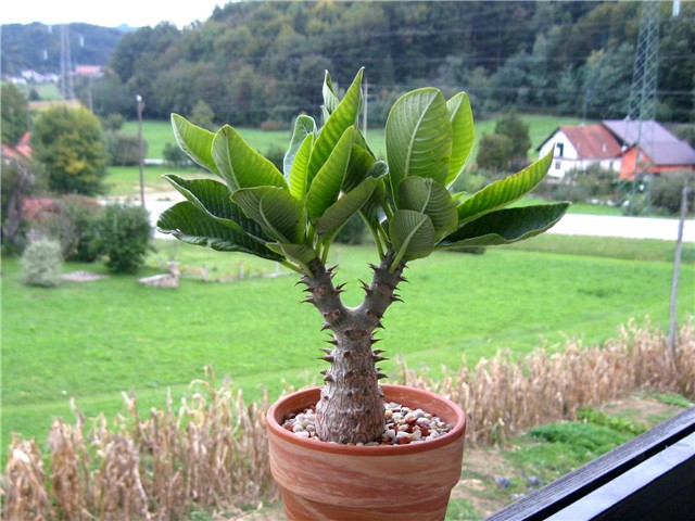 Pachypodium baronii windsorii 