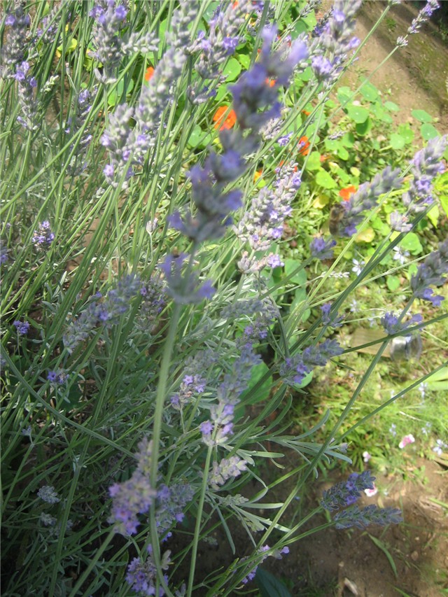 Lavanda