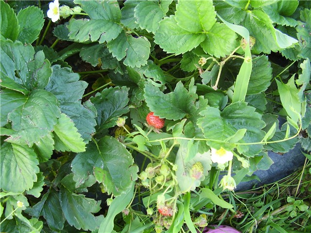 jagode