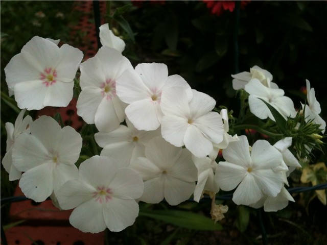 phlox