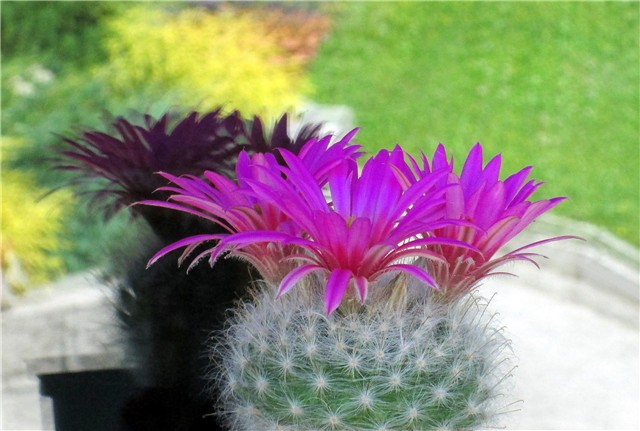 mammillaria guelzowiana