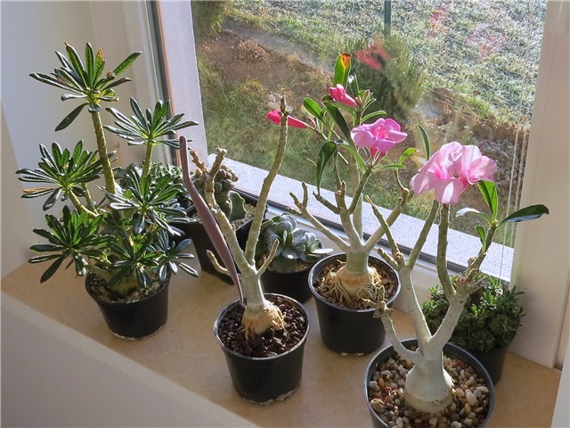 Adenium swazicum 