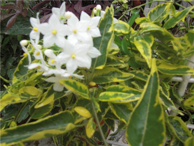 solanum jasminoides