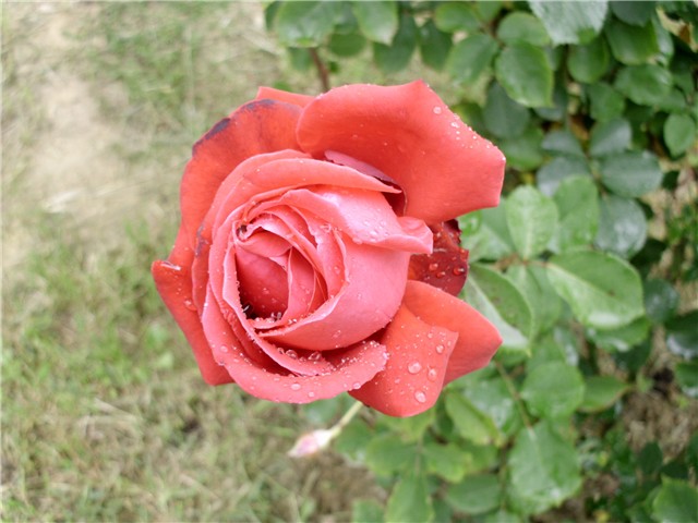 crvena ruža2