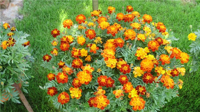 tagetes