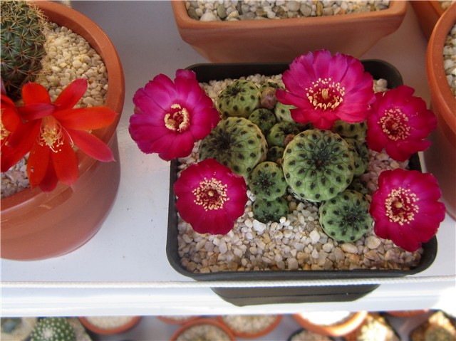 Sulcorebutia rauschii 