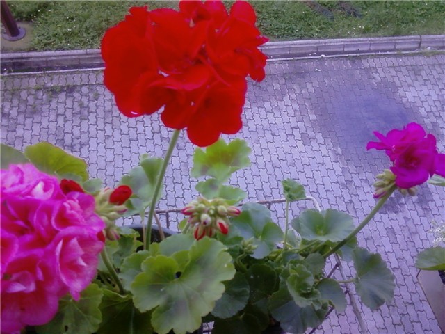 Crvena i ljubičasta pelargonija