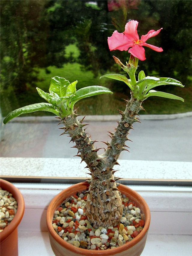 pachypodium baronii windsori