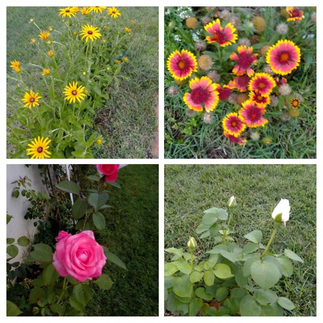 cvijeće iz mog vrta