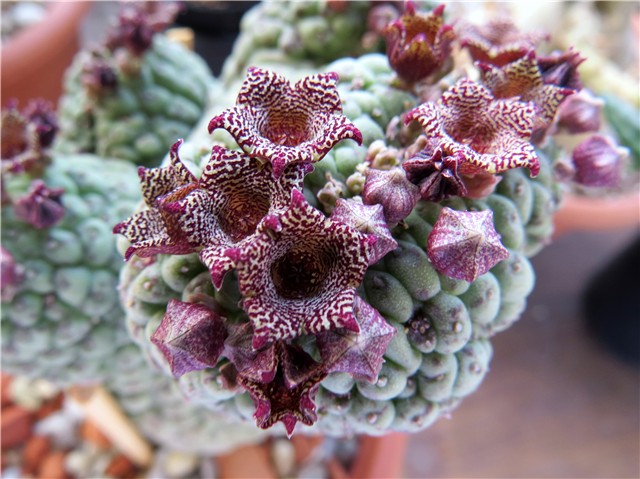 Trichocaulon - Larryleachia cactiformis