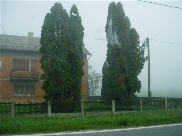četinari3