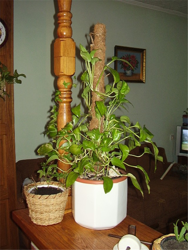 Scindapsus