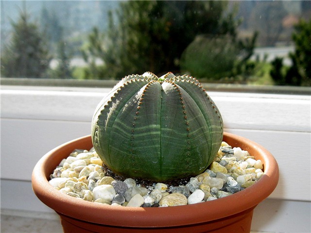 Euphorbia obesa