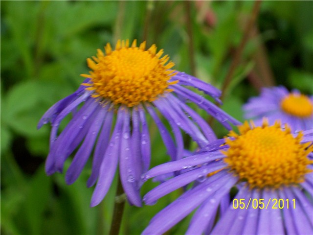 Aster