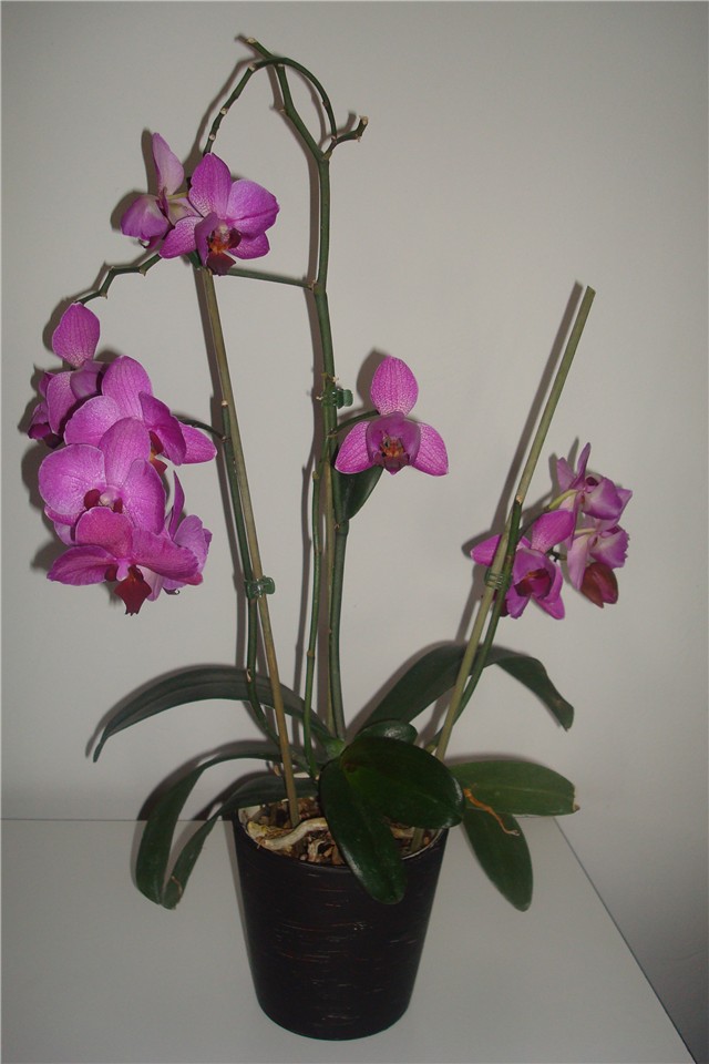 Phalaeonopsis