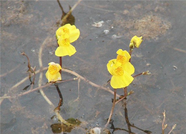 Utricularia_vulgaris