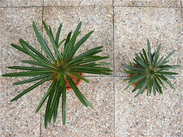 Pachypodium lamerei 