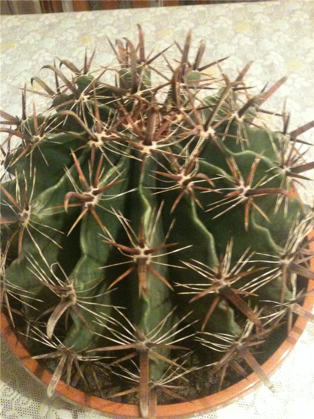 ferocactus