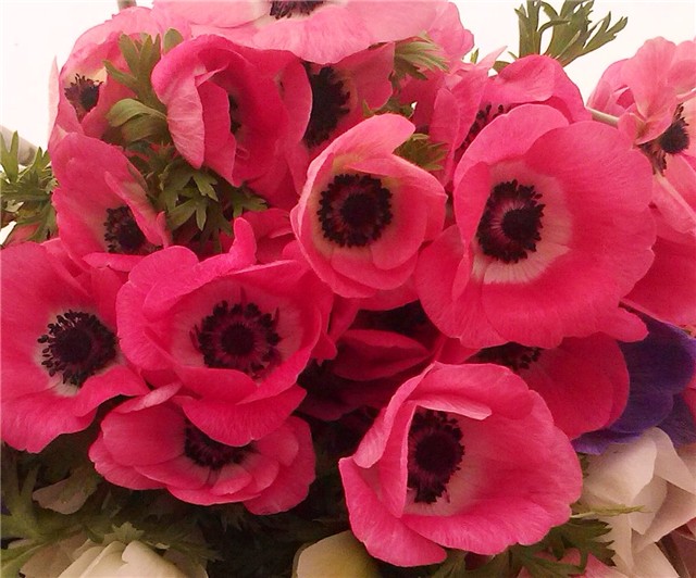 anemone nove