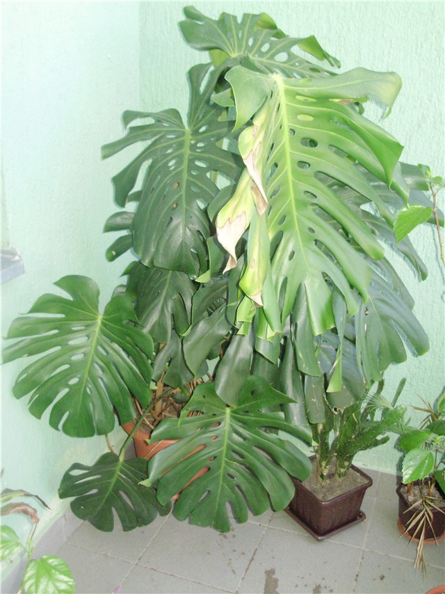 monstera