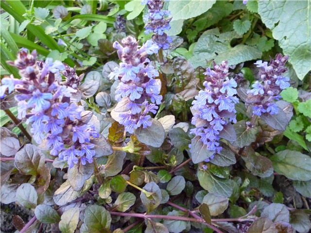 ajuga