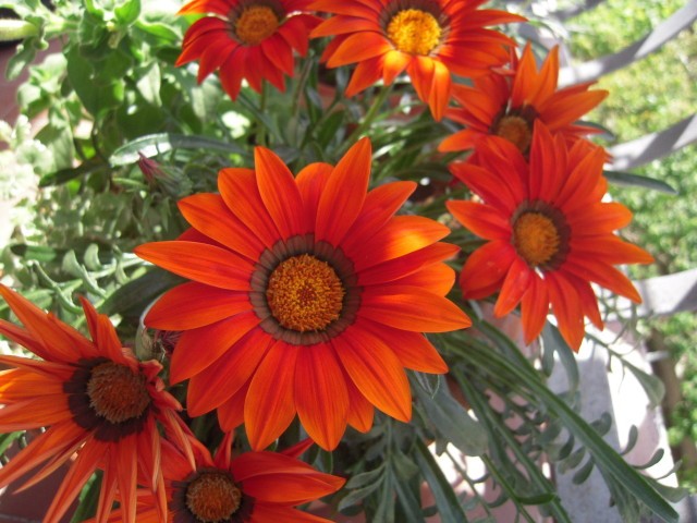 gazanija