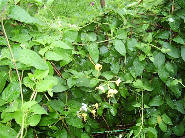 lonicera