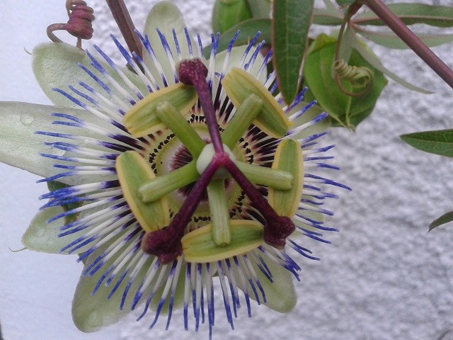 passiflora