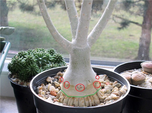 Adenium swazicum 