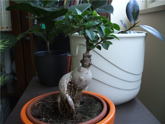 fikus microcarpa