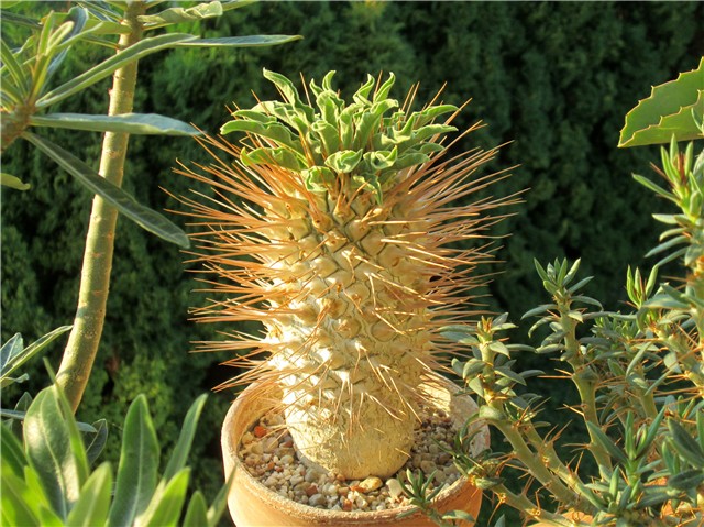 Pachypodium namaquanum