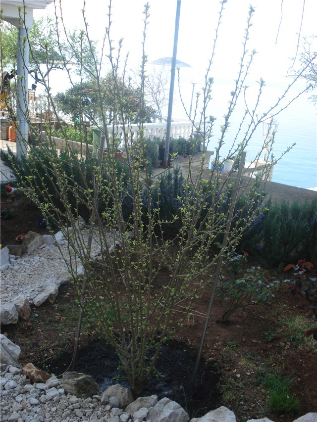 hibiskus,mladi listovi