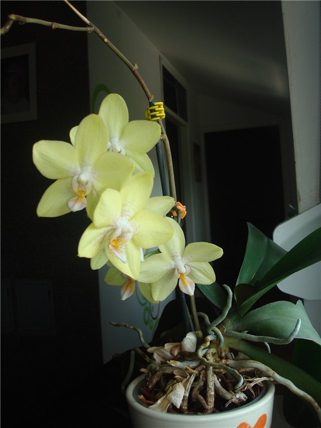 Phalaeonopsis