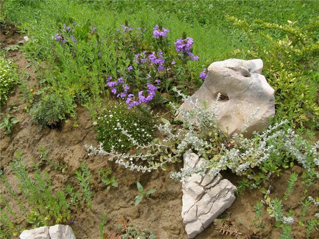 kamenjar 22.06.10.