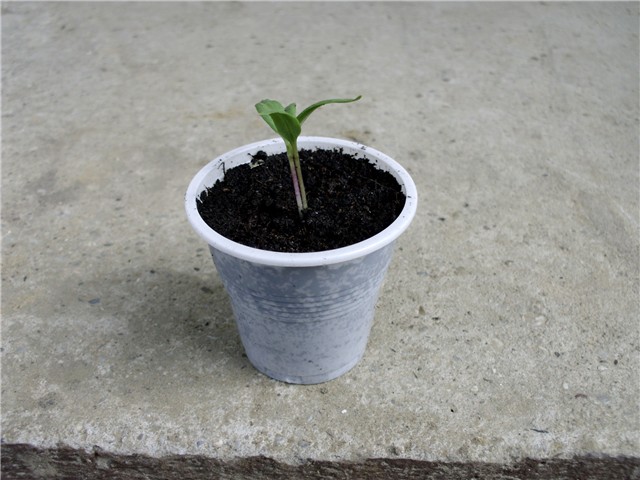 paprika1