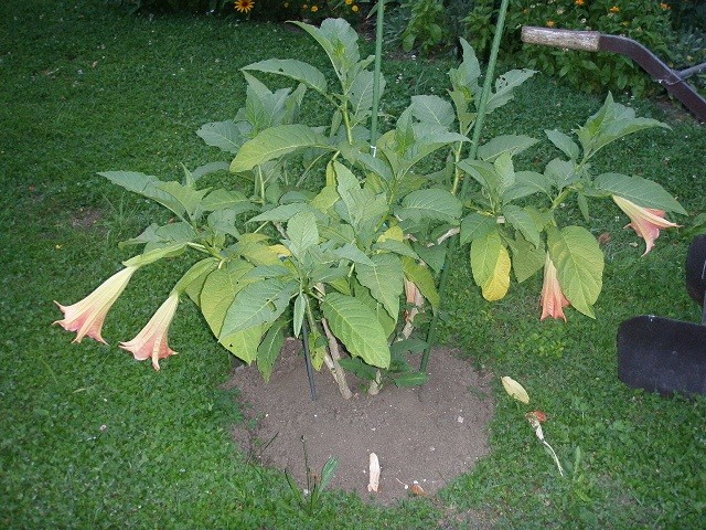 brugmansia 