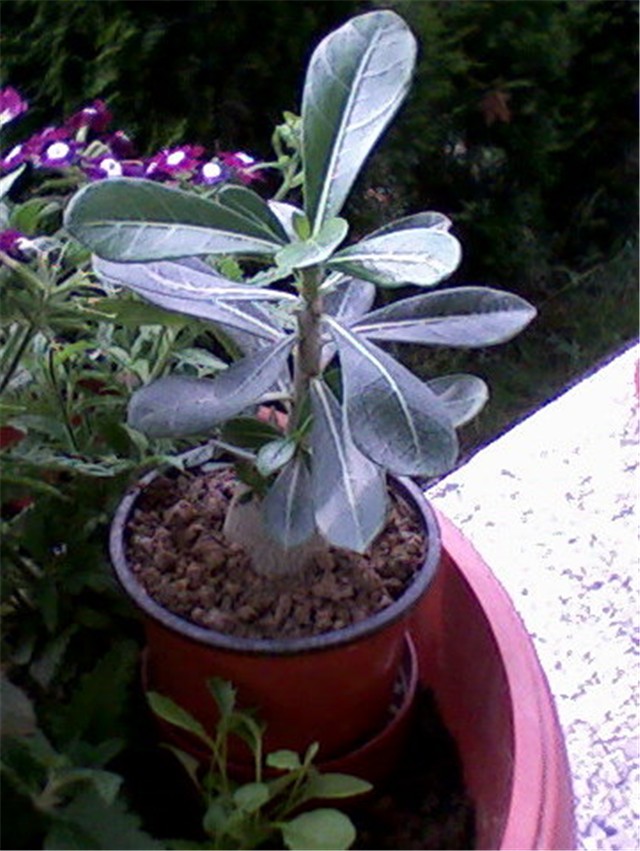 Adenium - Semira 