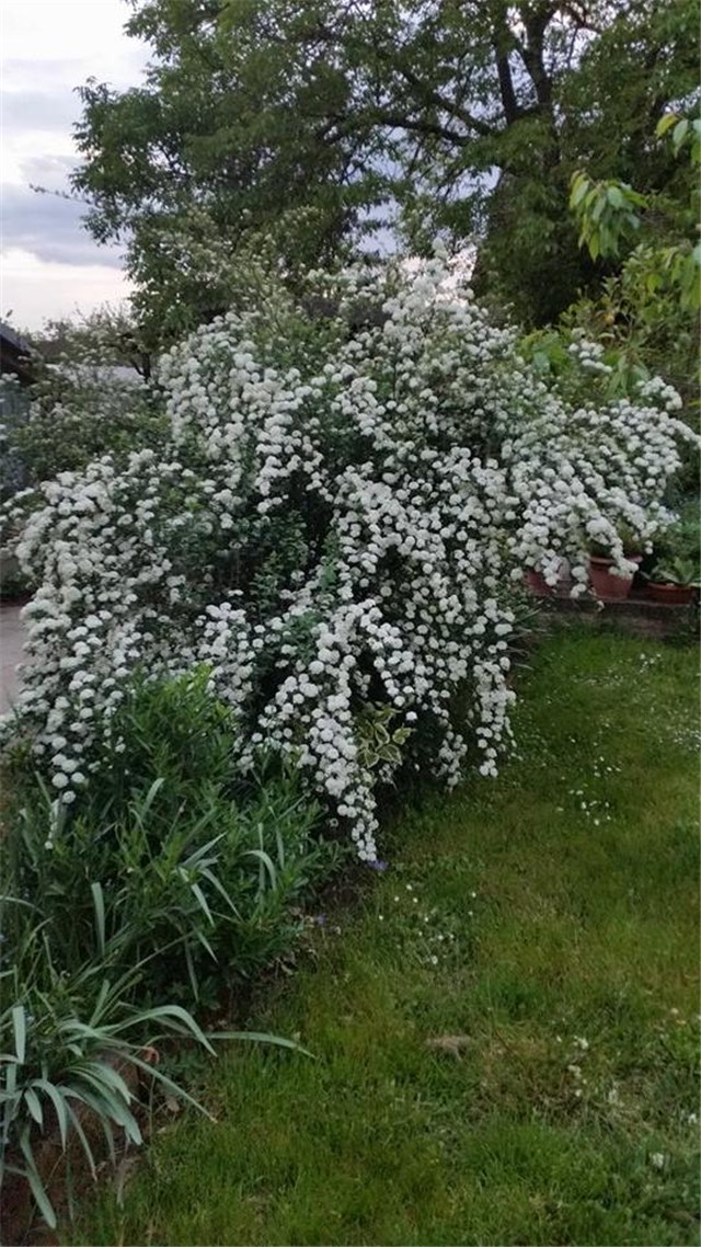 spirea
