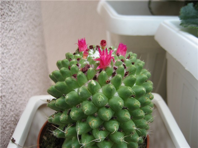 kaktusi