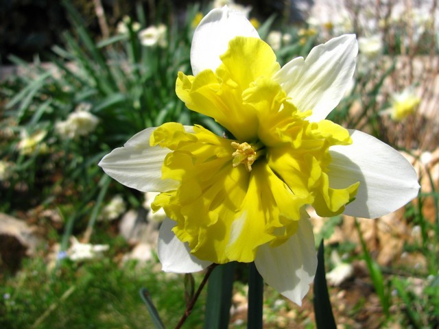 Narcissus 